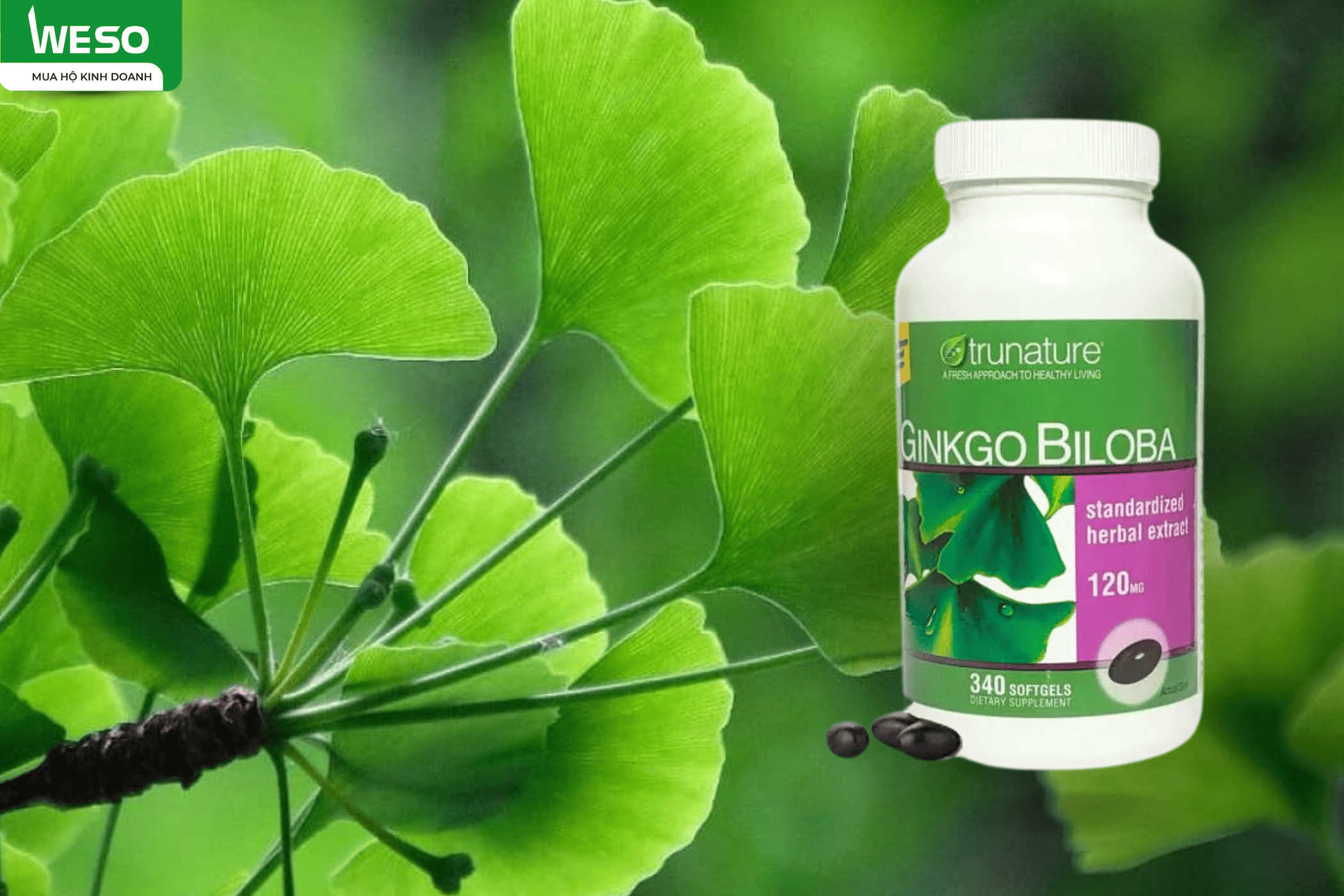 SẢN PHẨM BỔ NÃO BÁN CHẠY TẠI MỸ GINKGO BILOBA - NAY ĐÃ CÓ HÀNG SẴN TẠI WESO